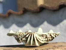 Load image into Gallery viewer, Clam Shell Dish