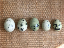 Load image into Gallery viewer, Green Speckled Eggs
